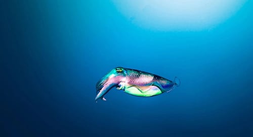 Gili_Trawangan_Marine_016