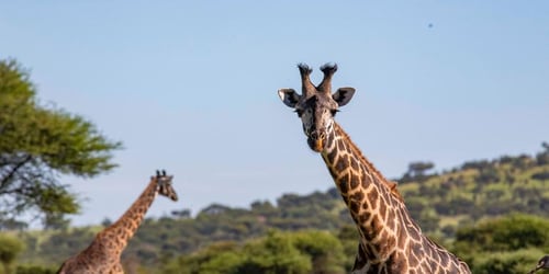 e5de3f954cd03bbd8bc8cf4fbbad0e7e