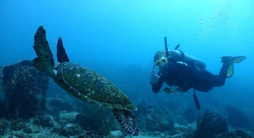 1_bv-product-web-gallery-colombia_0002s_0000s_0000_Diving-045