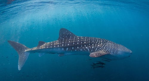 1_bv-product-web-gallery-006