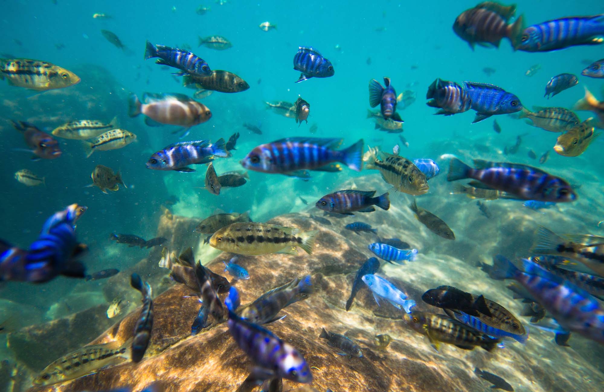 Snorkling i Lake Malawi