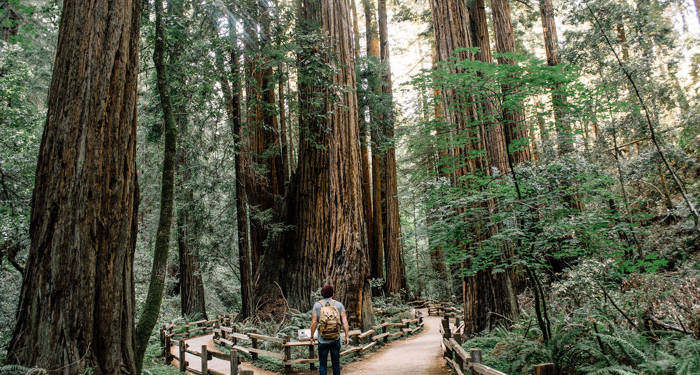 Redwood National Parks