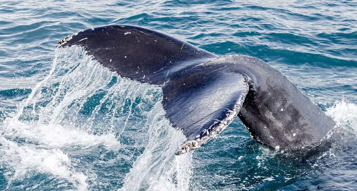 Dra på hvalsafari på Island med KILROY
