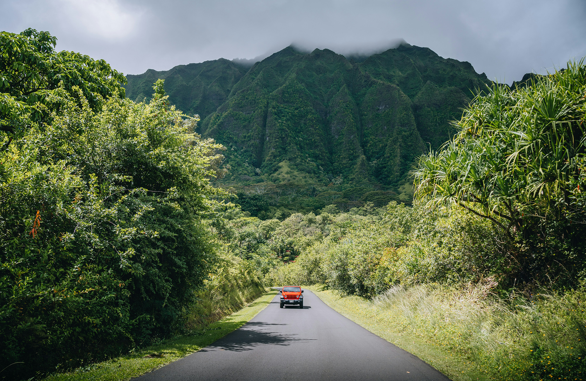 Palmer og frodige grønne fjell på hawaii. Foto